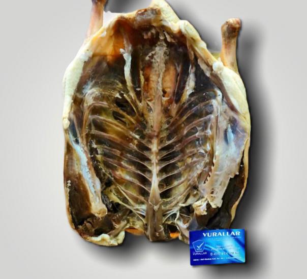 ÇILDIR KAZI 2200 İLA 2500 GRAM ARASI